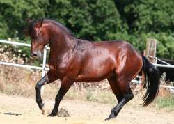 hired-juan-lark-250